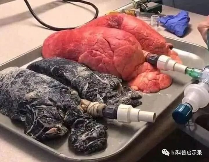 电子烟对人体究竟有多大危害,小伙用猪肺进行了实测